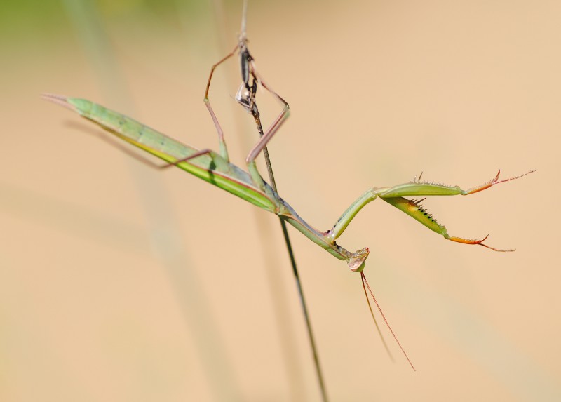 Mantis religiosa